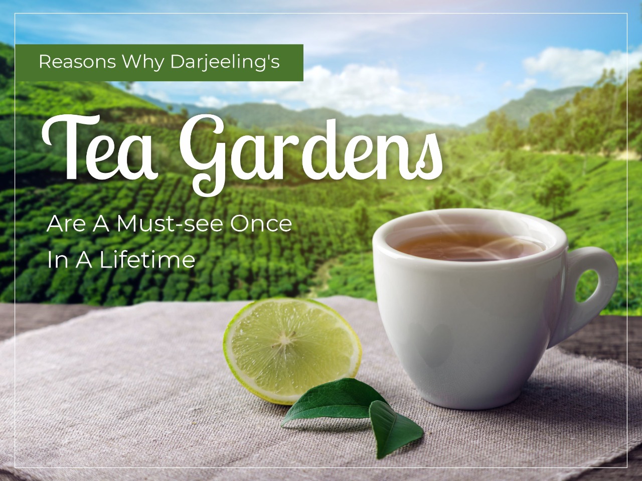 Reasons Why Darjeeling's Tea
